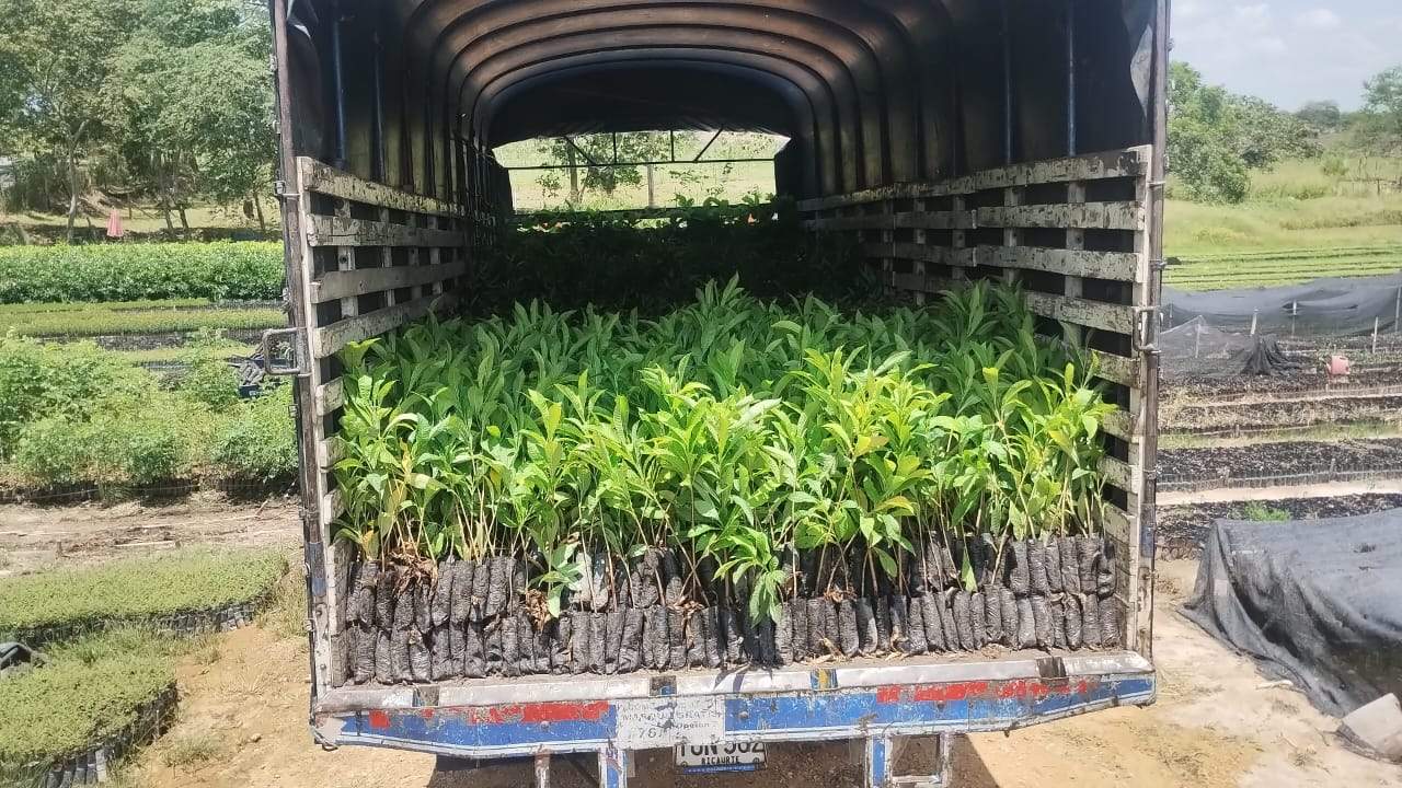 Vivero Cenproforest 12