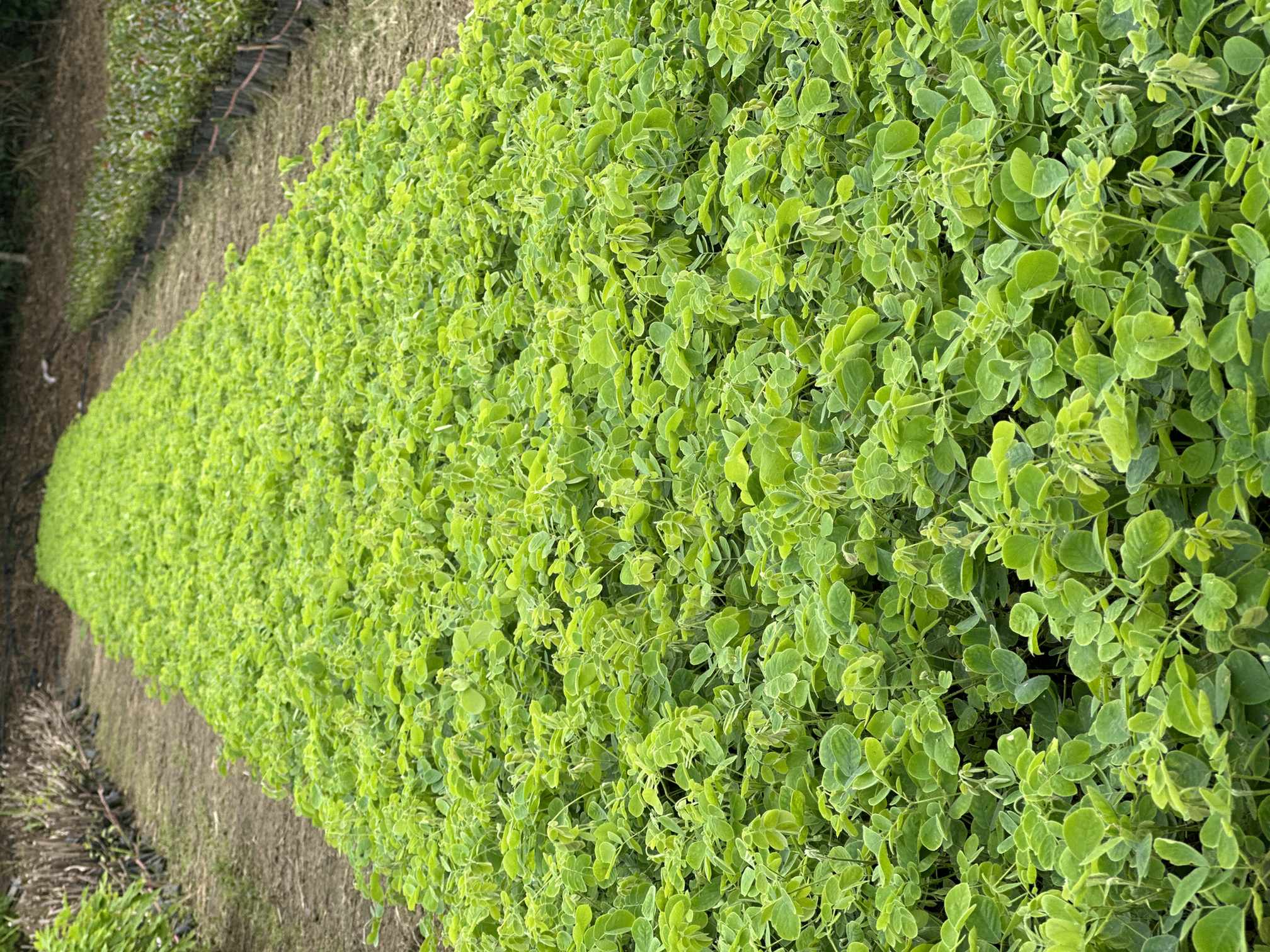 Vivero Cenproforest 1