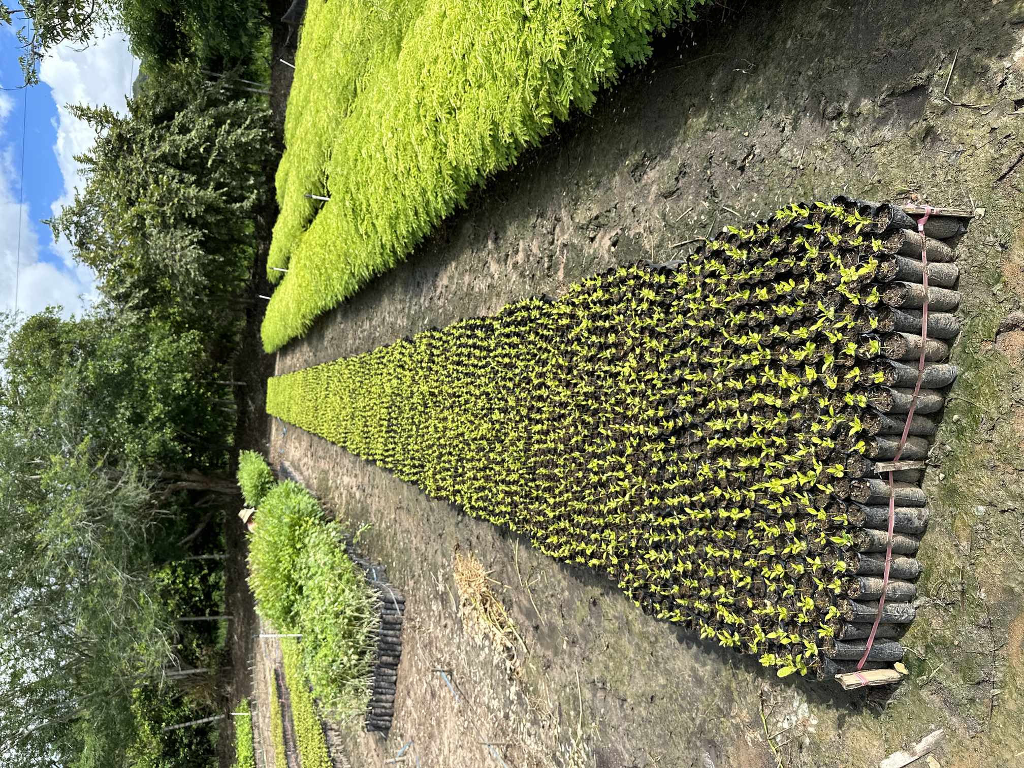 Vivero Cenproforest 5