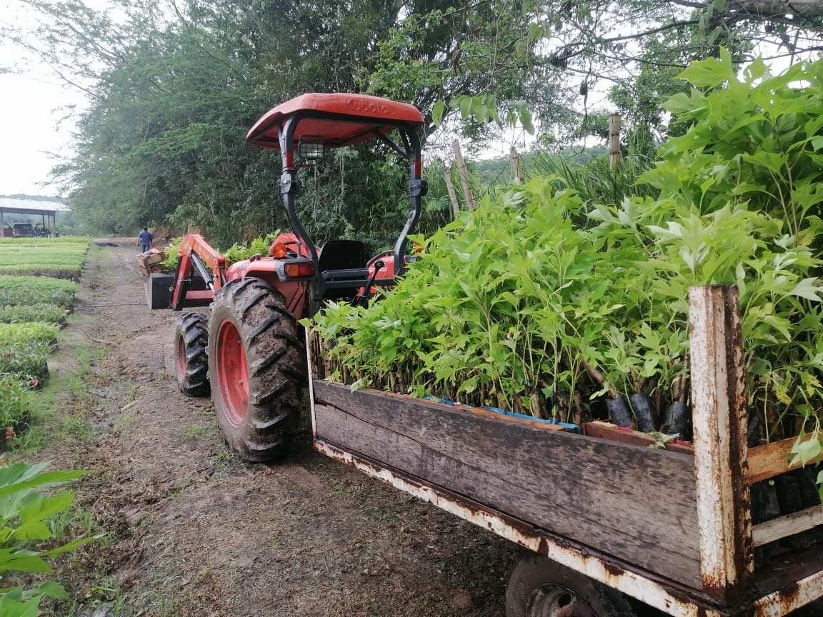 Vivero Cenproforest 6