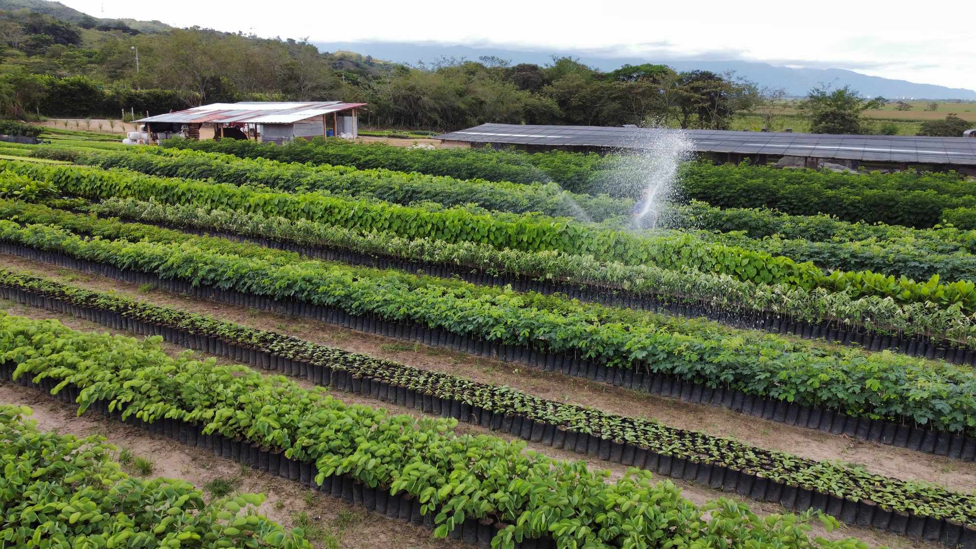 Vivero Cenproforest 8