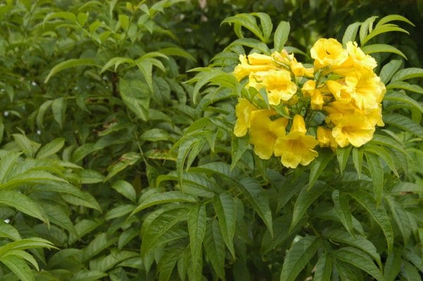 Chicalá - Vista principal