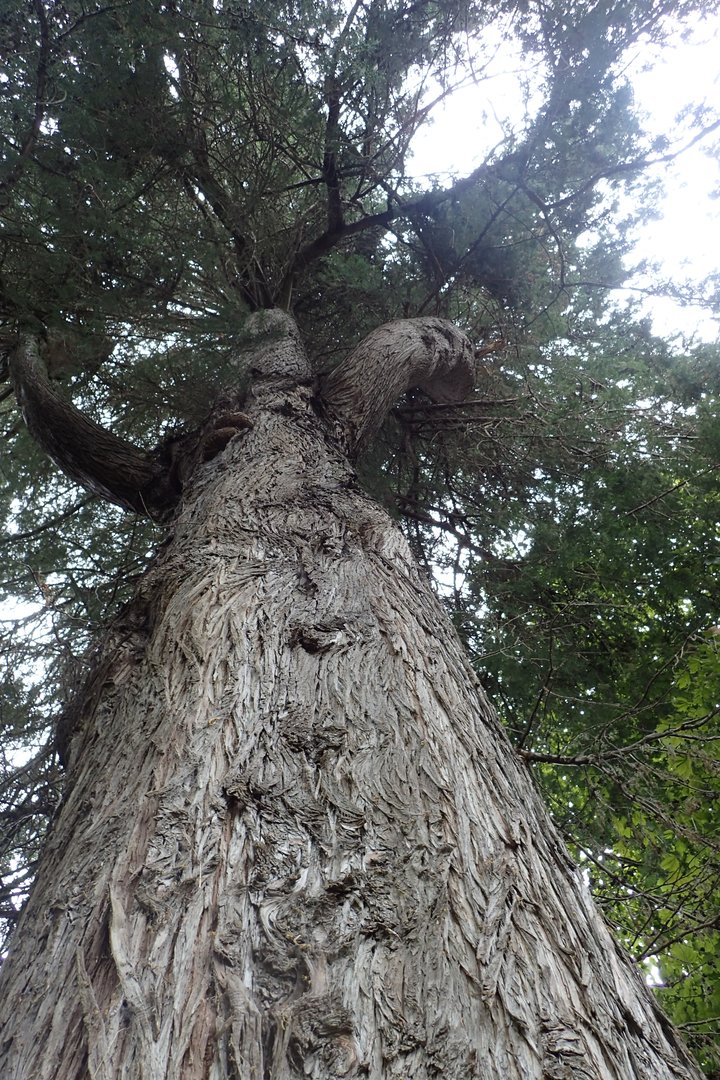 Ciprés - Vista principal