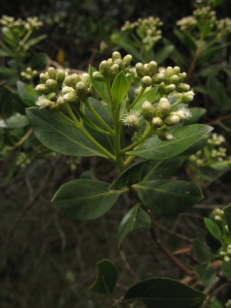 Ciro - Vista principal