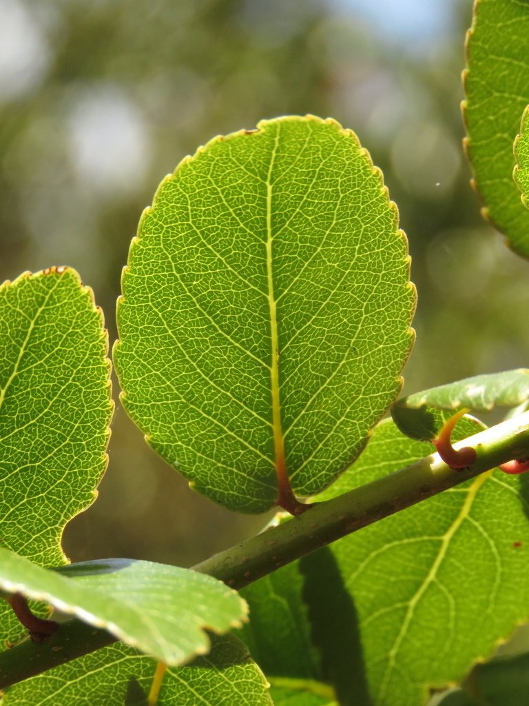 Corono - Vista principal