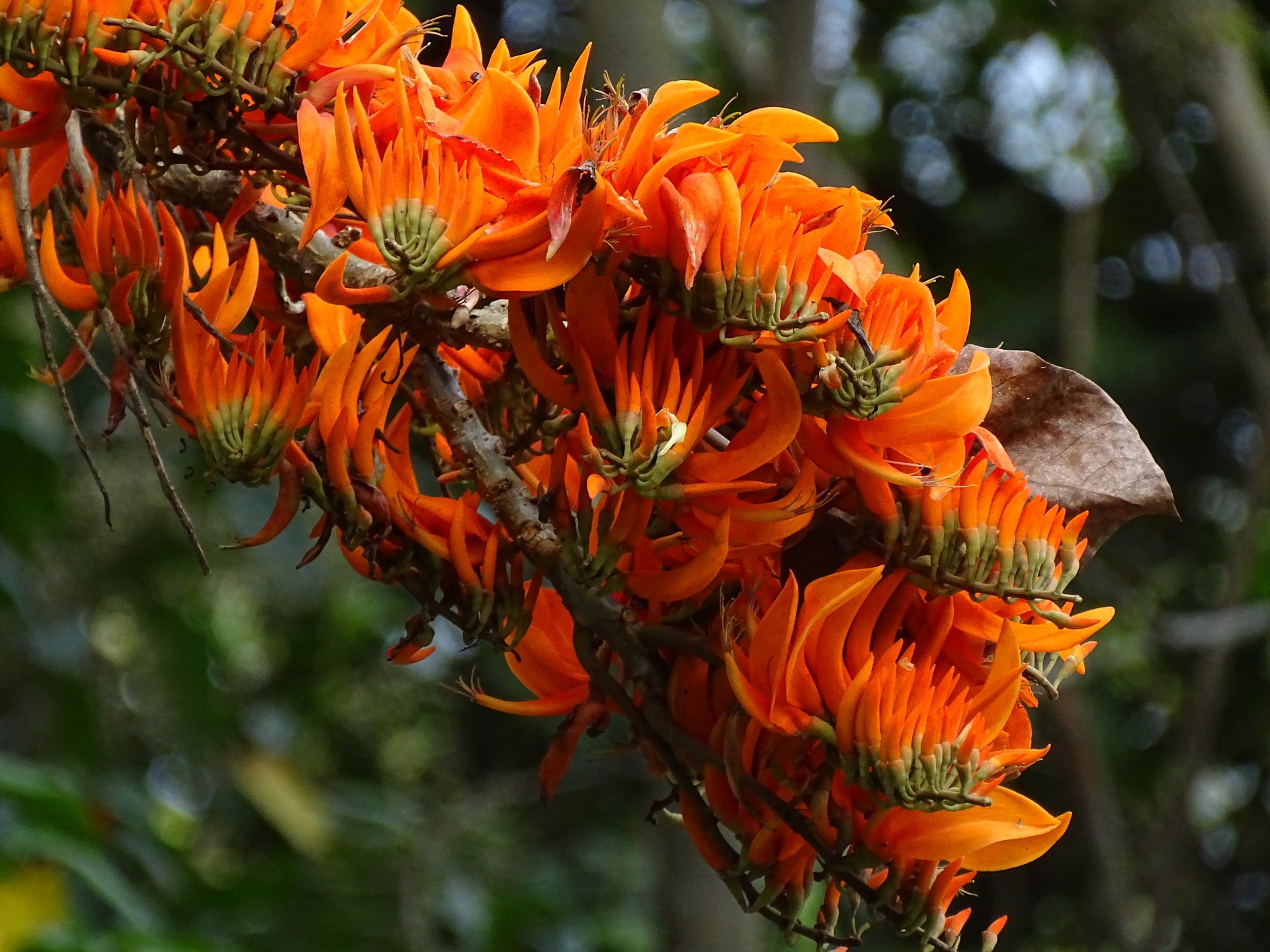 Cámbulo - Vista principal