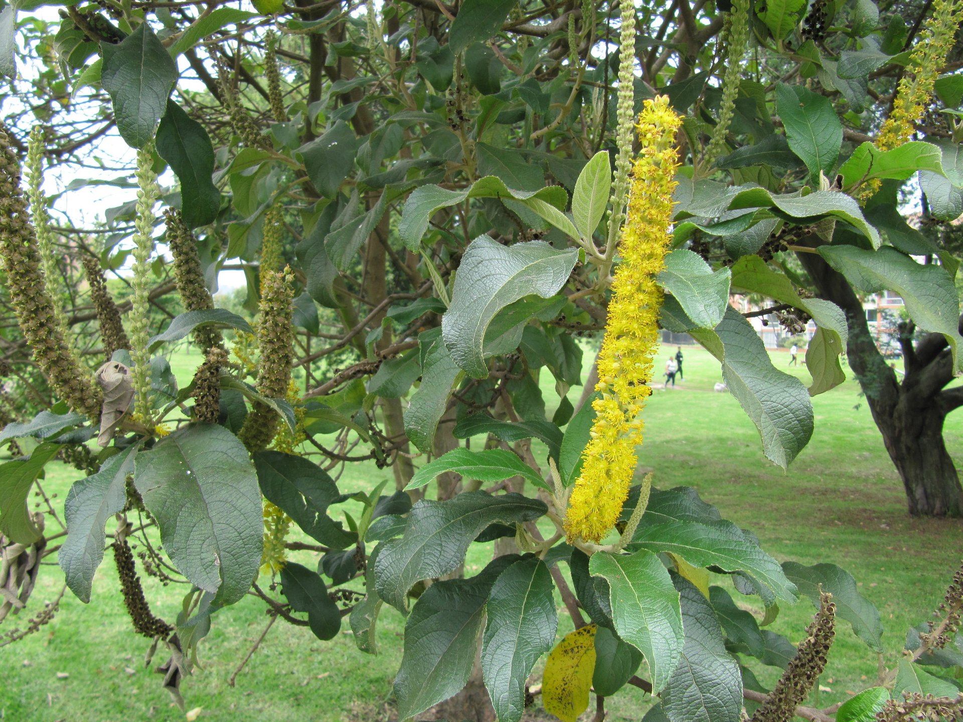 Duraznillo - Vista 4