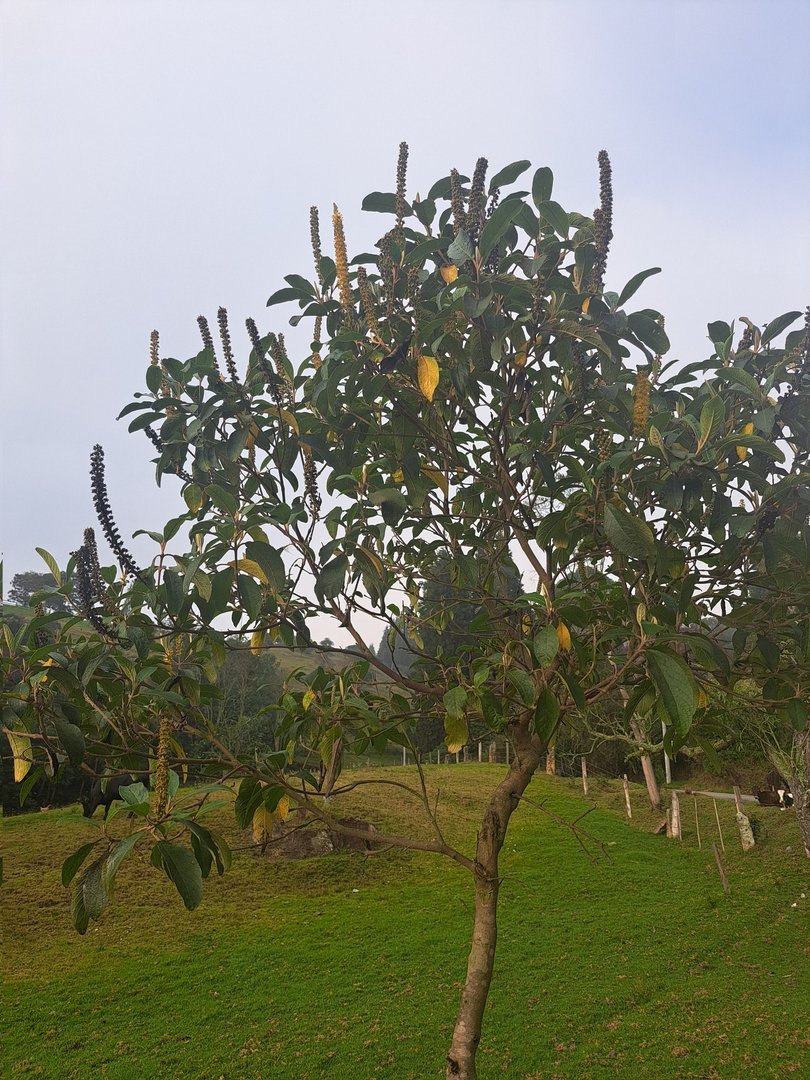 Duraznillo - Vista 3