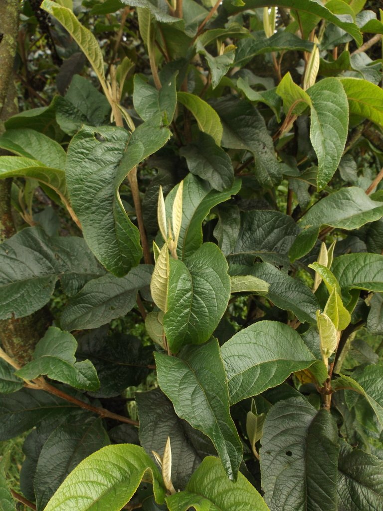 Duraznillo - Vista principal