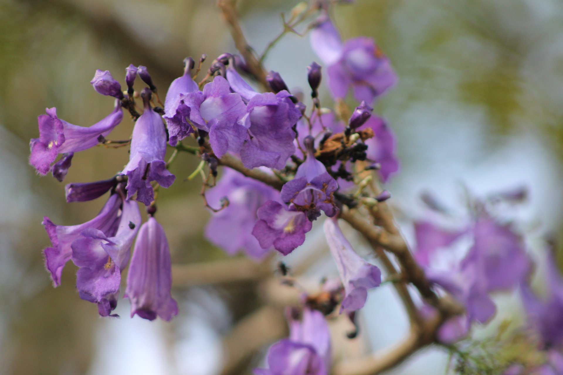 Gualanday - Vista principal