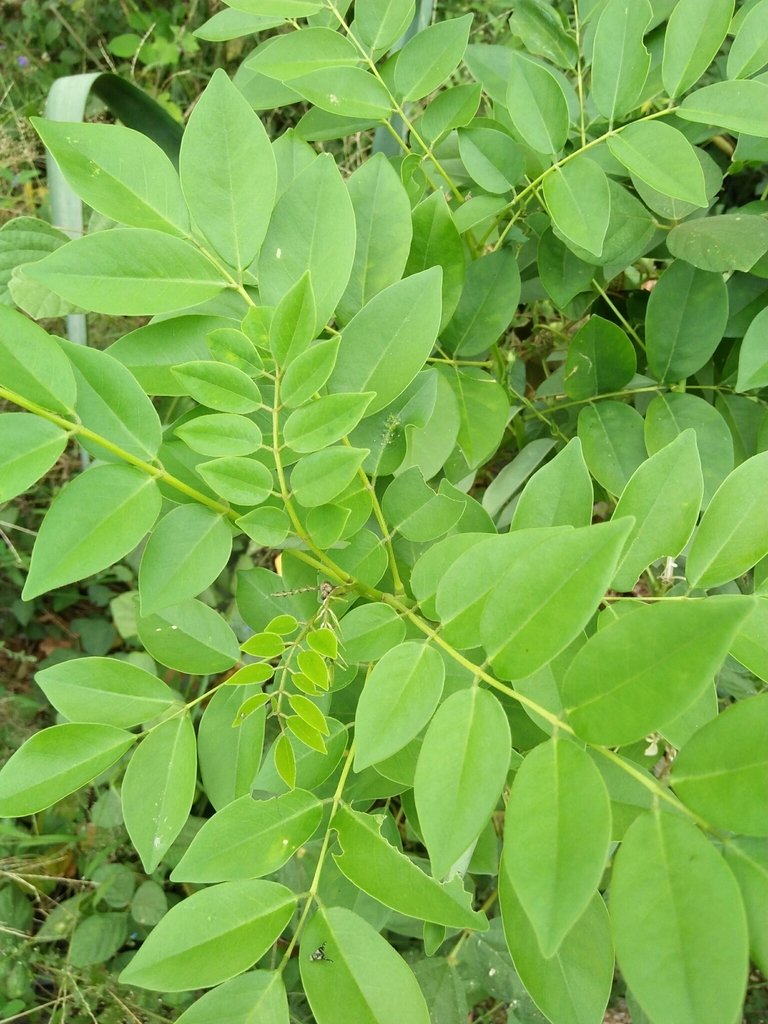 Matarratón - Vista principal