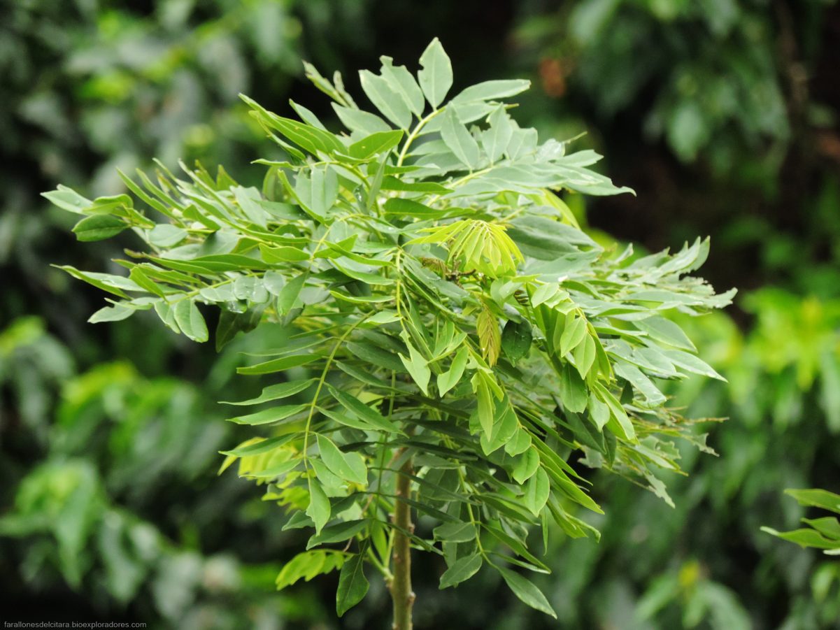 Matarratón - Vista 2