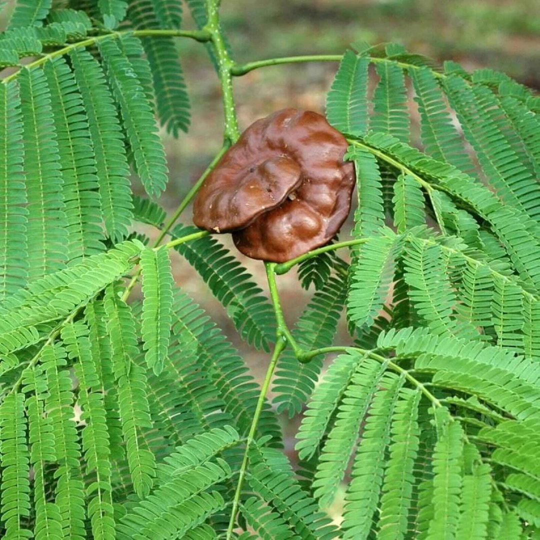 Orejero - Vista principal