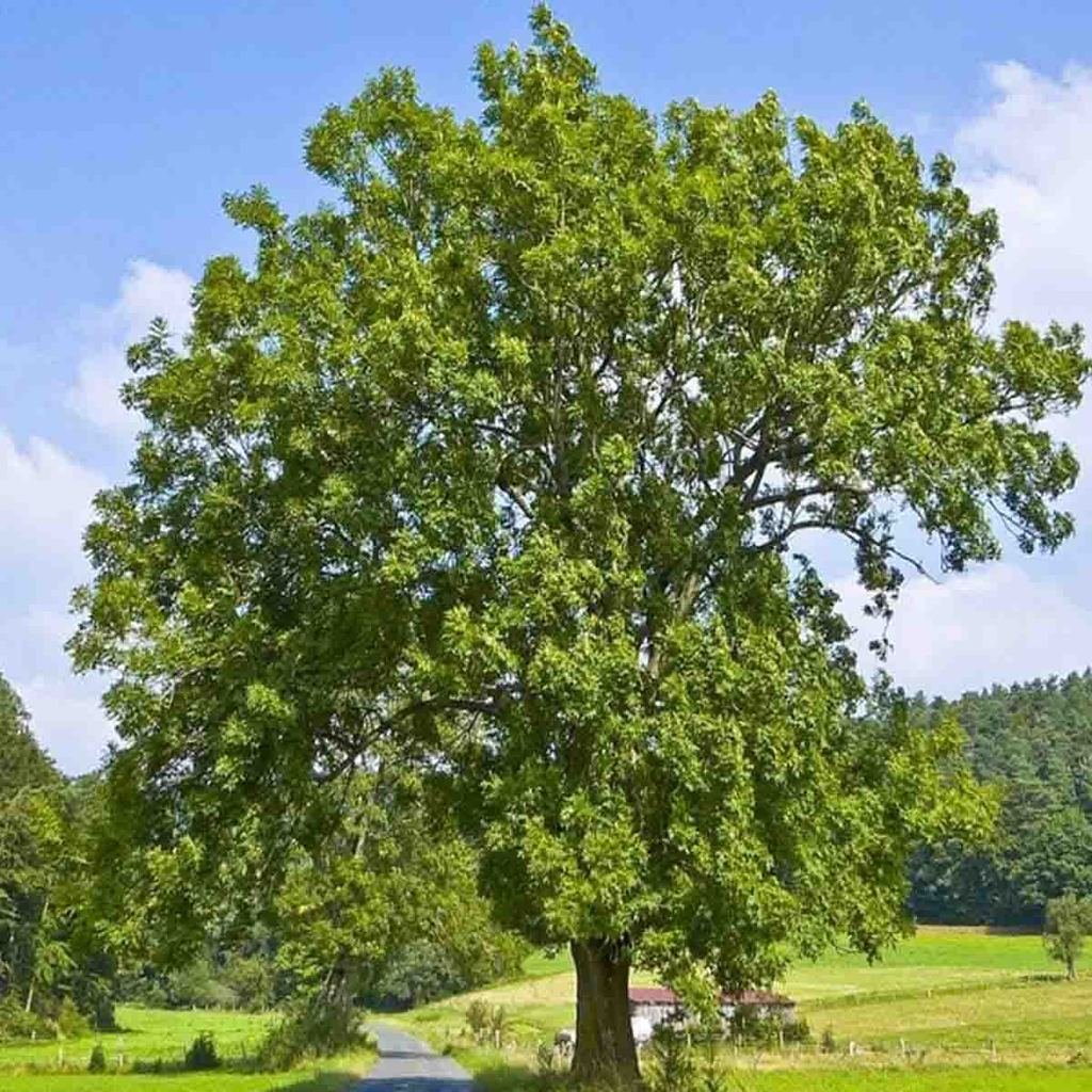 Urapán - Vista principal